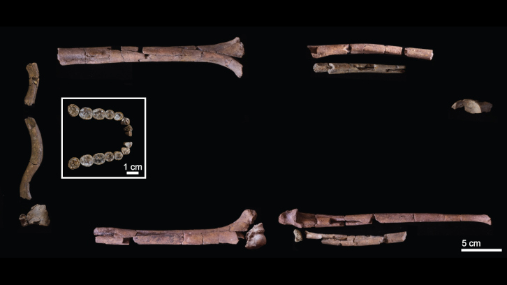 Ossos trobats de l'Homo Habilis